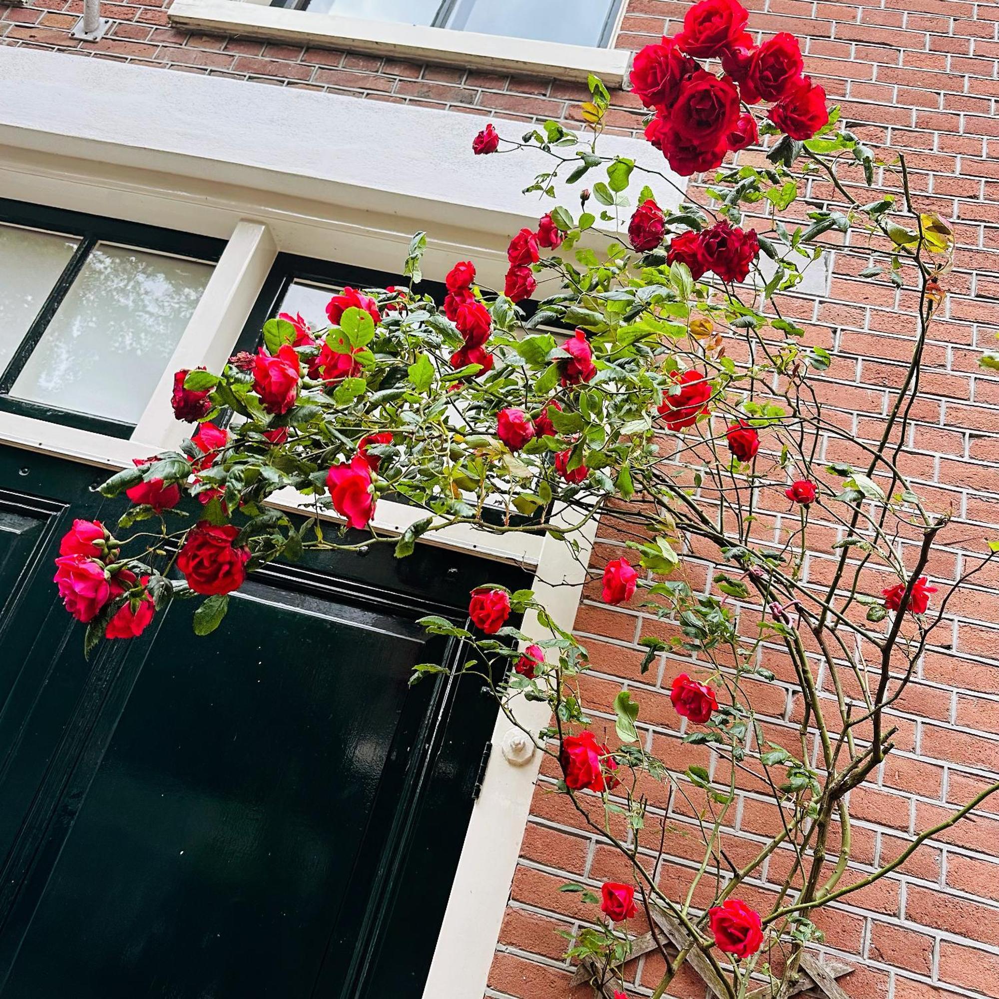 Apartment Perfectly Located Charming Magdalena House For True Connoisseurs Haarlem