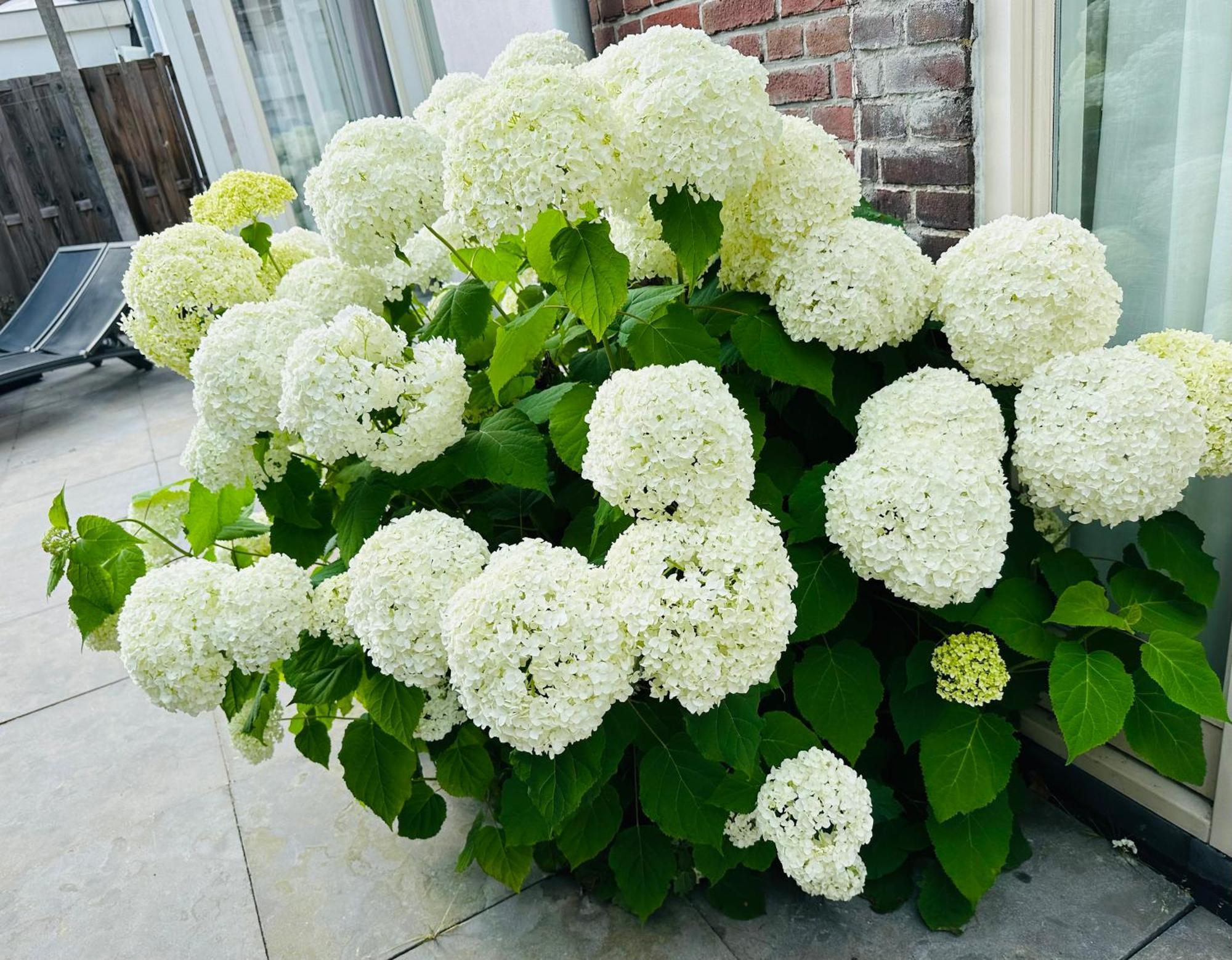 Perfectly Located Charming Magdalena House For True Connoisseurs * Haarlem